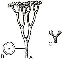 Cooksonia, Fue una de las primeras plantas terrestres. Se origino a mediados del periodo Silúrico. se caracterizaba por estar formado por una serie de ejes aéreos fotosintéticos y desnudos (sin hojas ni estructuras análogas) con división dicótoma que port