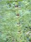 Equisetum arvense suele formar ramas, además de hojas, a nivel de los nudos.