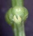 Psilotum: Aqui observen su peaueñas hojas a manera de escamas bífidas, cargando tres esporangios fusionados (o 