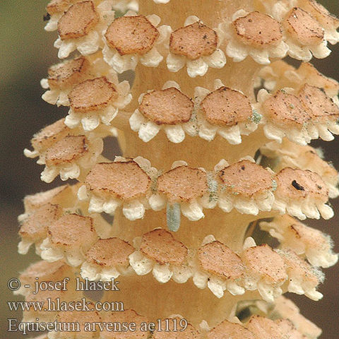 Esporangióforos de Equisetum arvense; noten los esporangios de color blanco o casi.