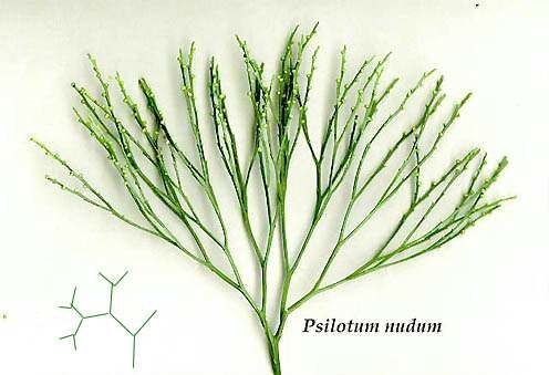 Psilotum, observen su tallo dicotómico y sin hojas, o por lo menos sin hojas visibles.