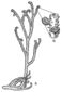 Sawdonia ornata, Algunas sawdonias tuvieron tallos lisos, otros estaban cubiertas de pequeñas espinas; cuerpos de hongos han sido reportados en algunas espinas.