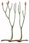 Rhynia major, planta que fue despues renombrada como Aglaophyton. Vivió en el Devónico inferior.
