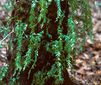 Tmesipteris: En la foto varios ejemplares de este género (que es de los helechos primitivos o afines) sobre la corteza de una Cyathea, un helecho arborescente (un helecho verdadero)!