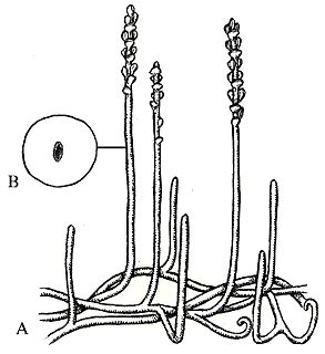 Zosterophyllum, planta vascular del Devónico-Silúrico.